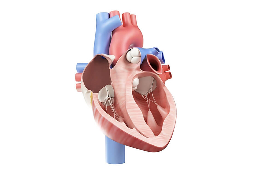 kalp-kapak-replasmani